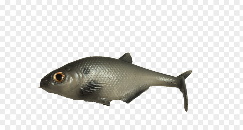 Dorosoma Milkfish Crappie Gizzard PNG