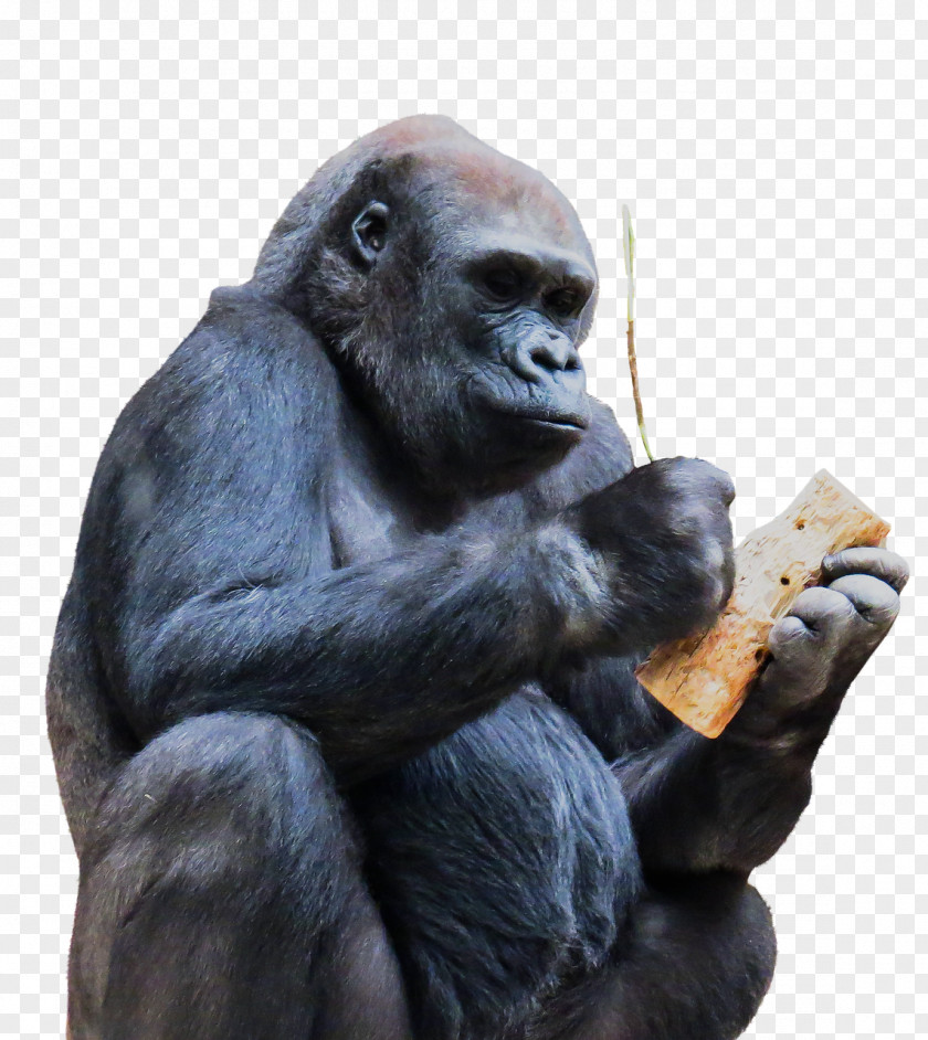 Gorilla Chimpanzee Ape Monkey Primate PNG