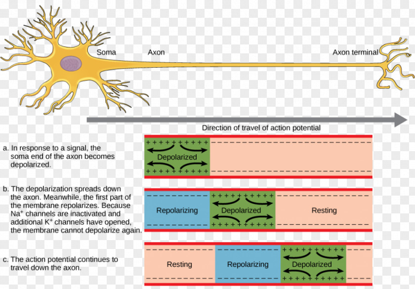 Resting Potential Action Neuron Nerve Nervous System Neurotransmission PNG