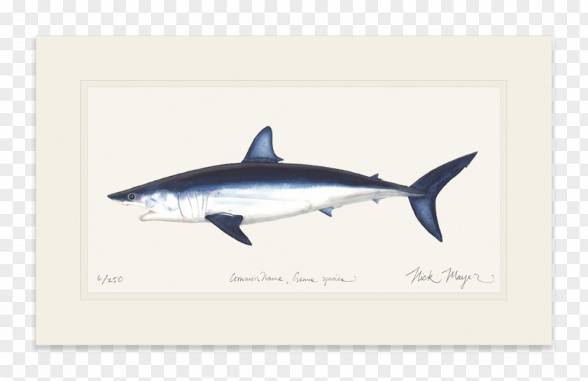 Shark Fin Great White Isurus Oxyrinchus International Game Fish Association PNG