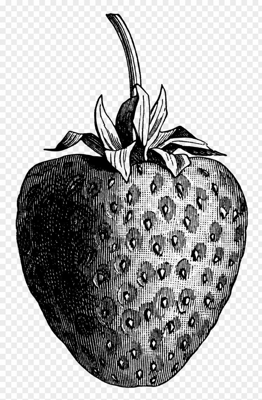 Strawberry Wild De Historia Stirpium Commentarii Insignes Clip Art PNG