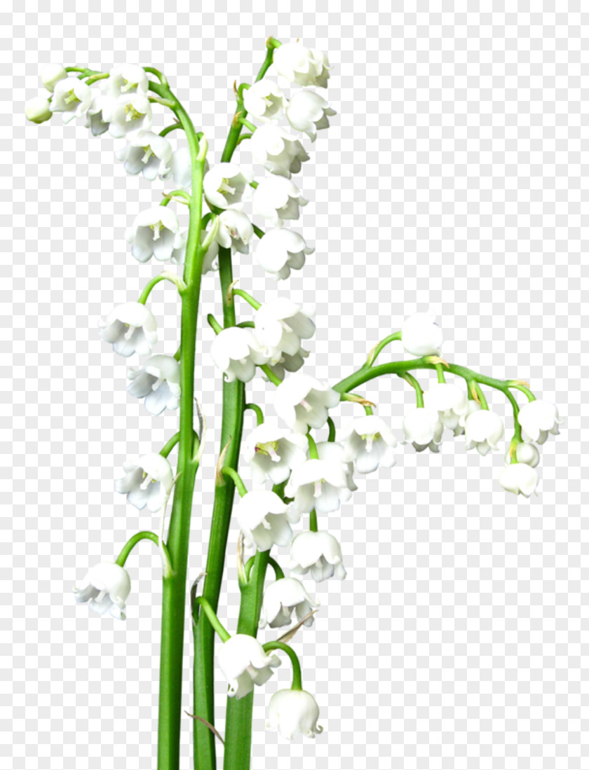 Trfiold Lily Of The Valley Floral Design Flower Clip Art PNG