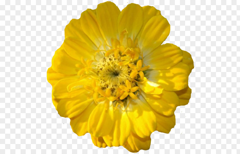 Fondo Flower Yellow Petal Seed Marigold PNG