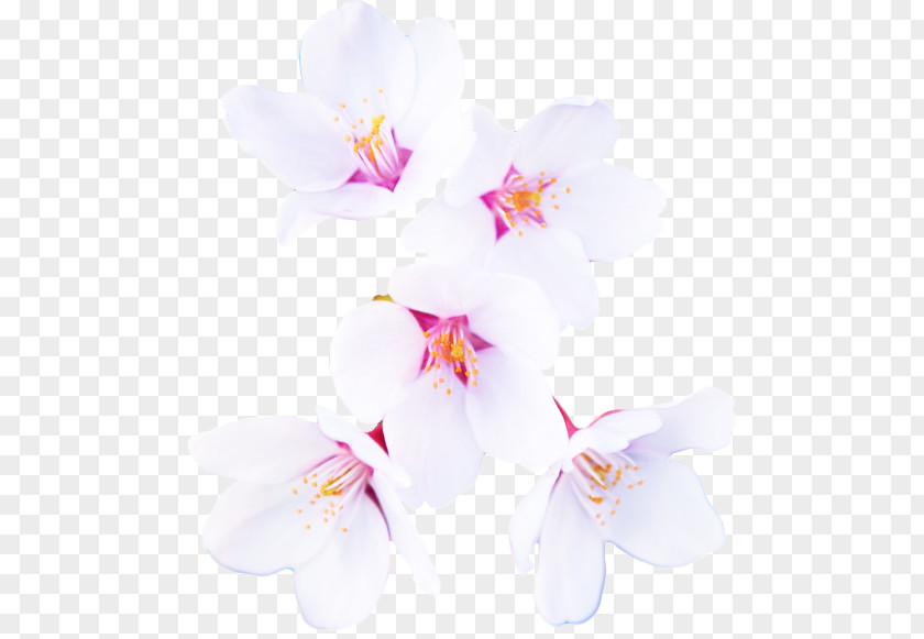 Orchid Blossom Petal White Flower Pink Plant PNG