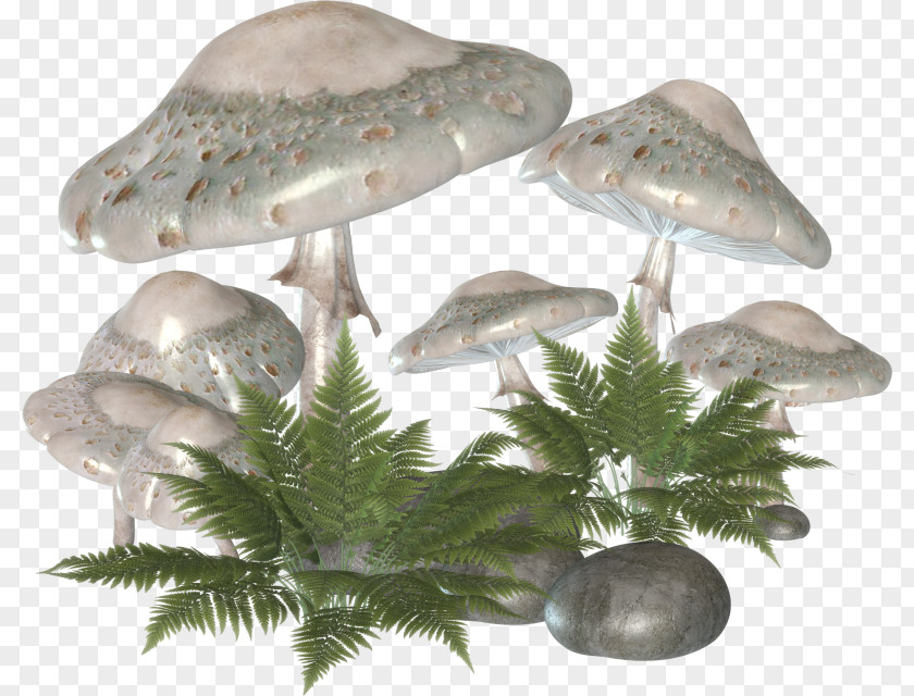 Strange Mushrooms Mushroom Plant Fungus PNG