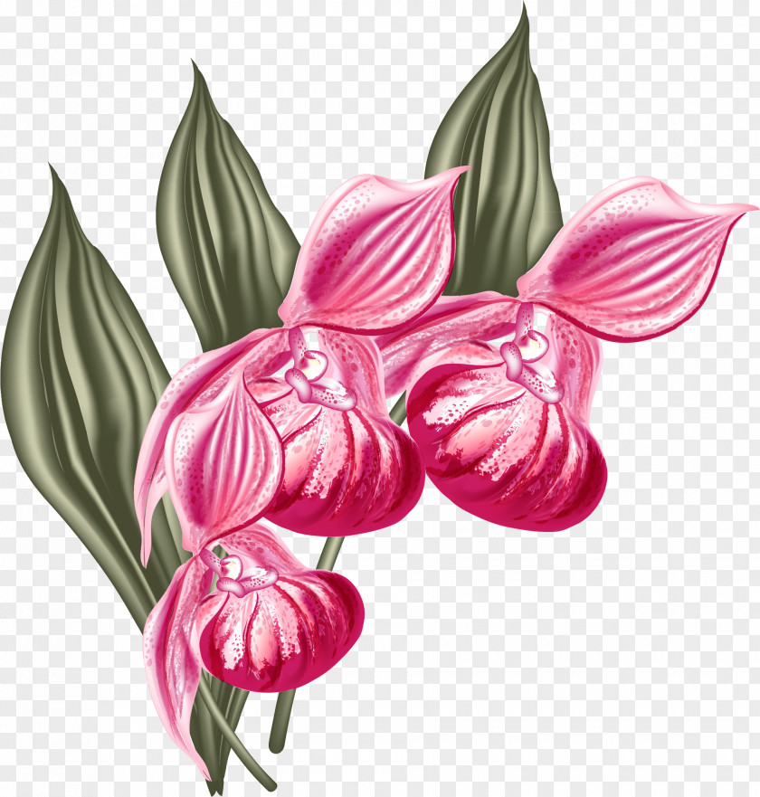 Design Moth Orchids Graphic PNG