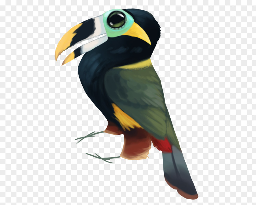 Moist Toucan Beak Fauna Macaw PNG