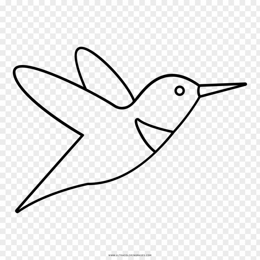 Cabeza Hummingbird Drawing Black And White Coloring Book PNG