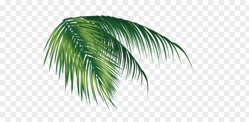 Coconut Leaves PNG leaves clipart PNG