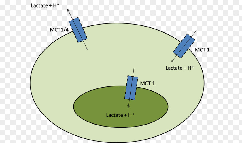 Increase Stamina Monocarboxylate Transporter 1 4 Lactic Acid Muscle PNG