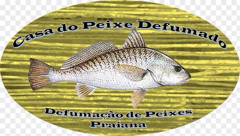 Peixe Frito Tilapia Fauna PNG