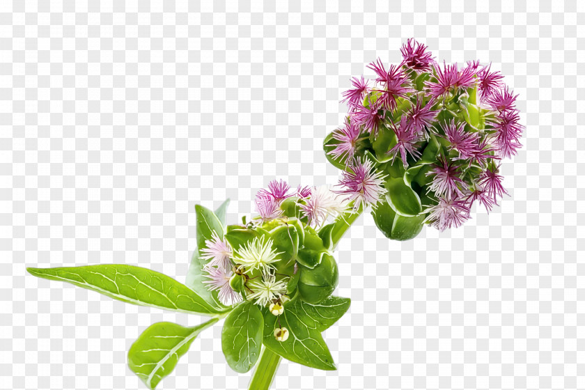 Rosemary PNG