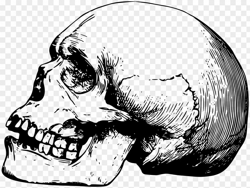 Skulls Skull Drawing Human Skeleton Bone PNG