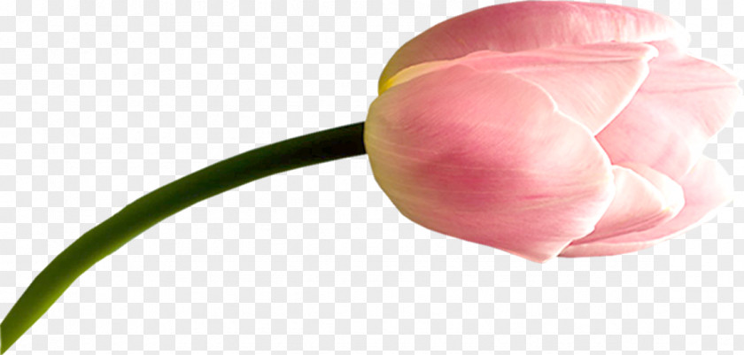 Tulip Cut Flowers Bud Plant Stem Petal PNG