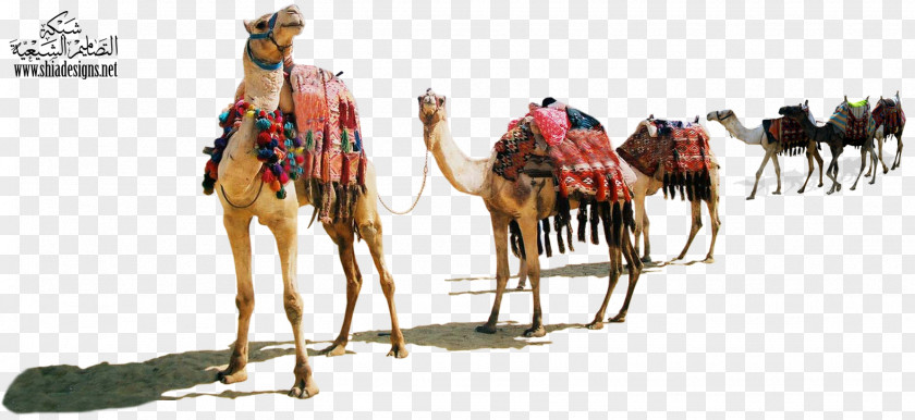 Camel Dromedary Muharram Desert Animal Justdial PNG