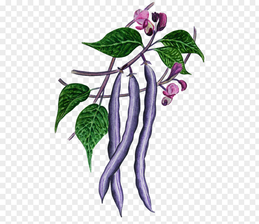 Haricot Association Kokopelli Groupement National Interprofessionnel Des Semences Et Plants Benih Seed Saving Baumaux PNG