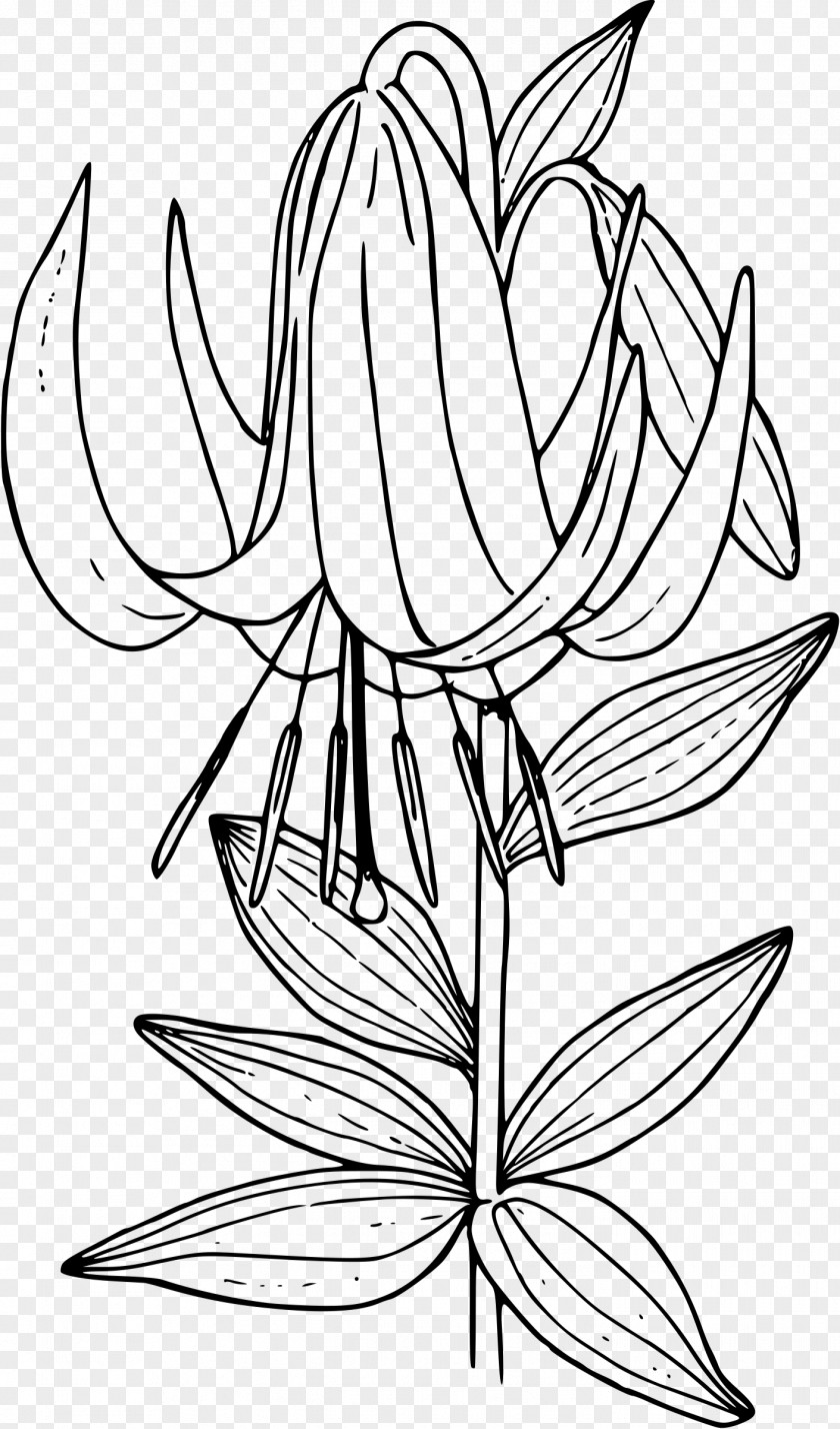 Lilies Clipart Lilium Washingtonianum Philadelphicum Line Art Columbianum Clip PNG