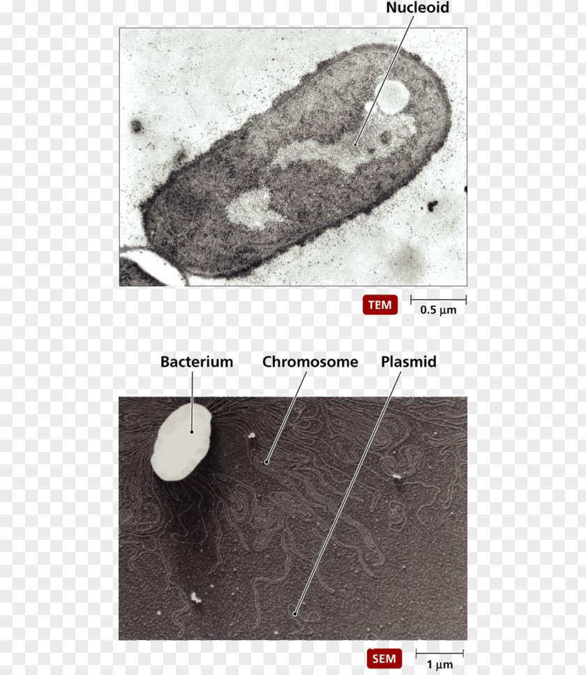 OMB Circular 122 PDF Bacteria Prokaryote Cytoplasm Cell Membrane Polymer PNG