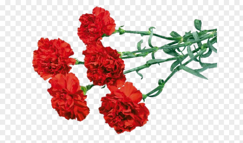 Flower Carnation Bouquet Red Clip Art PNG