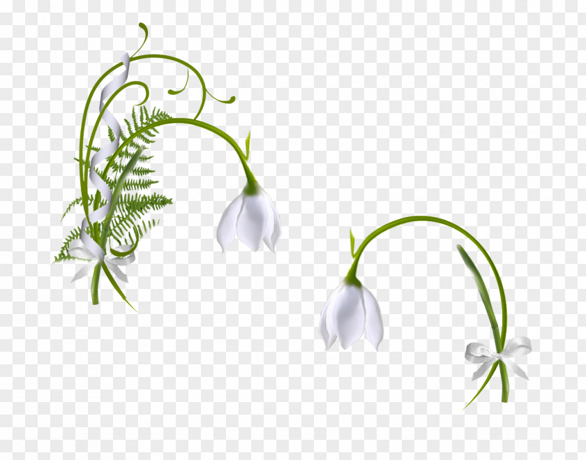 Gezegen Ornamental Plant Snowdrop Leaf Clip Art PNG