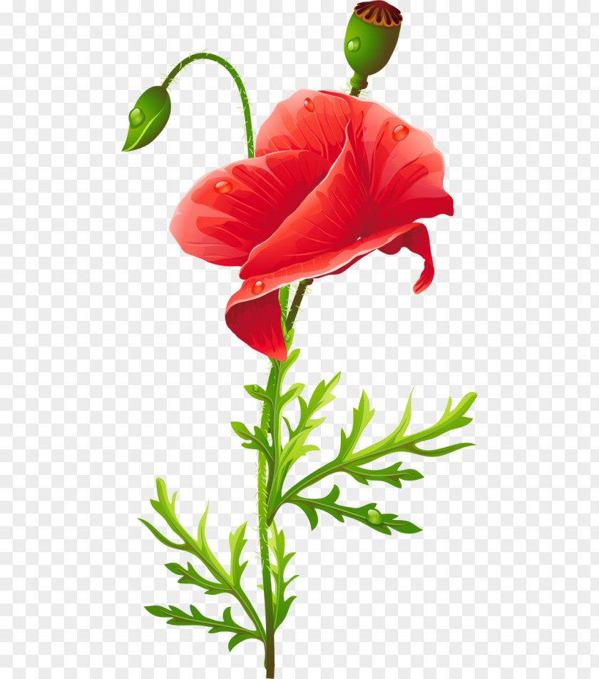 Flower Poppy Red PNG