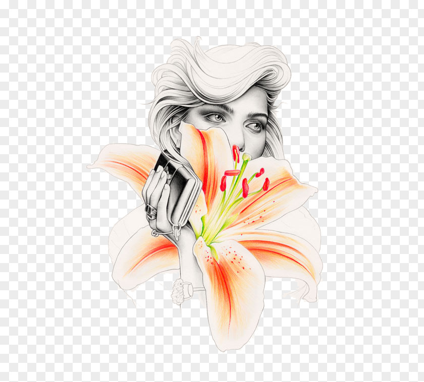 Lily Drawing Illustrator Painting Illustration PNG