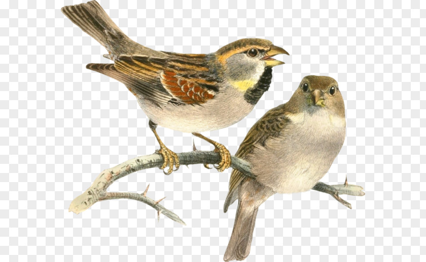 Sparrow Bird Painting Drawing PNG