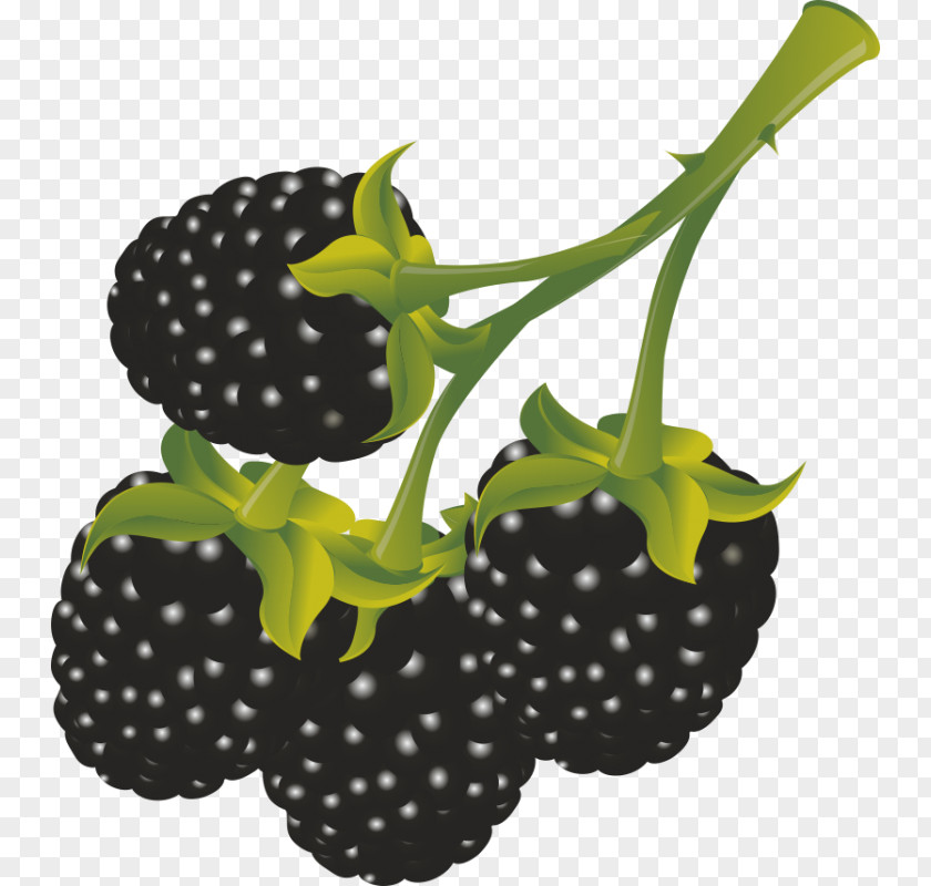 Blackberry Fruit Berry Line Black Ink PNG