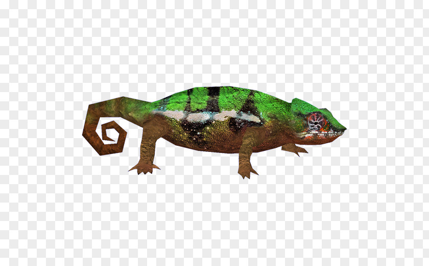 Chameleon Reptile Lizard Chameleons Gecko Common Iguanas PNG