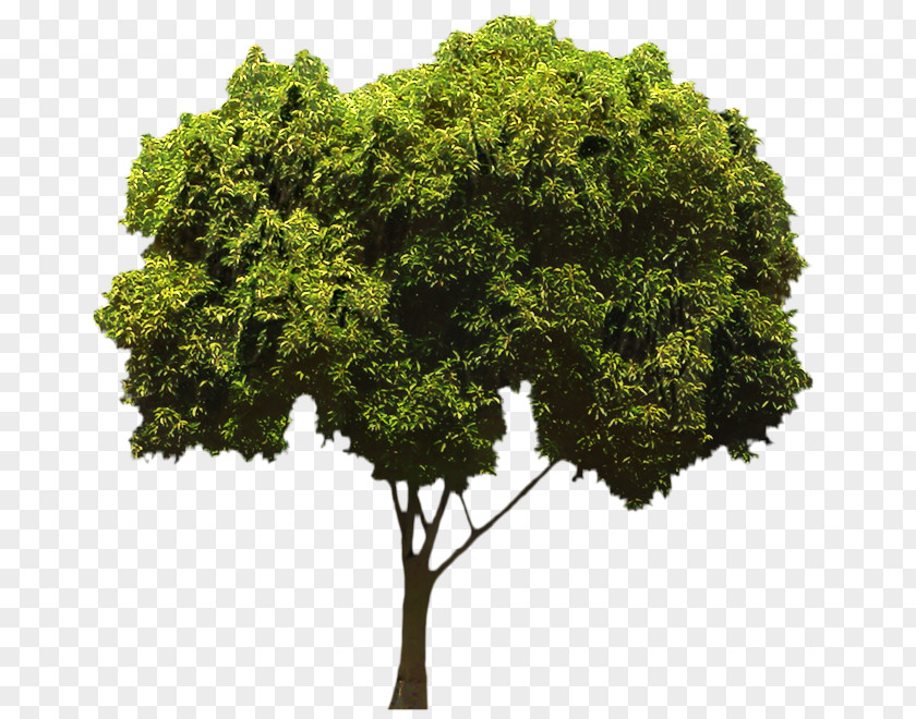 Clip Art Tree Transparency Oak PNG