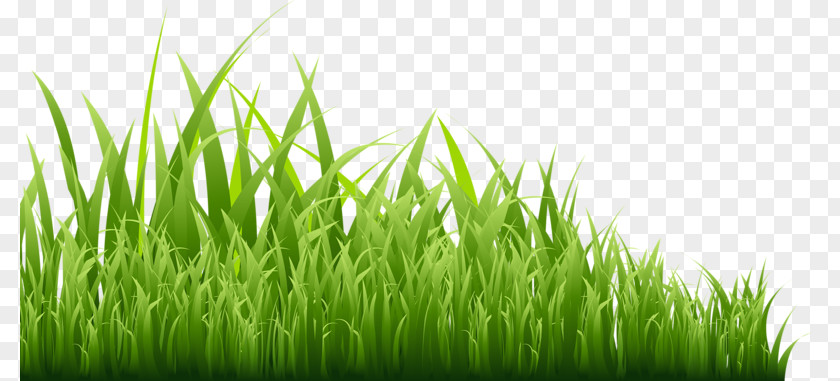 Green Grass GRASS GIS Icon PNG