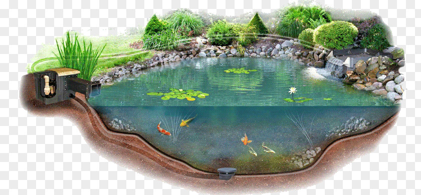 Pond Water Liner Garden Aquatic Plants PNG
