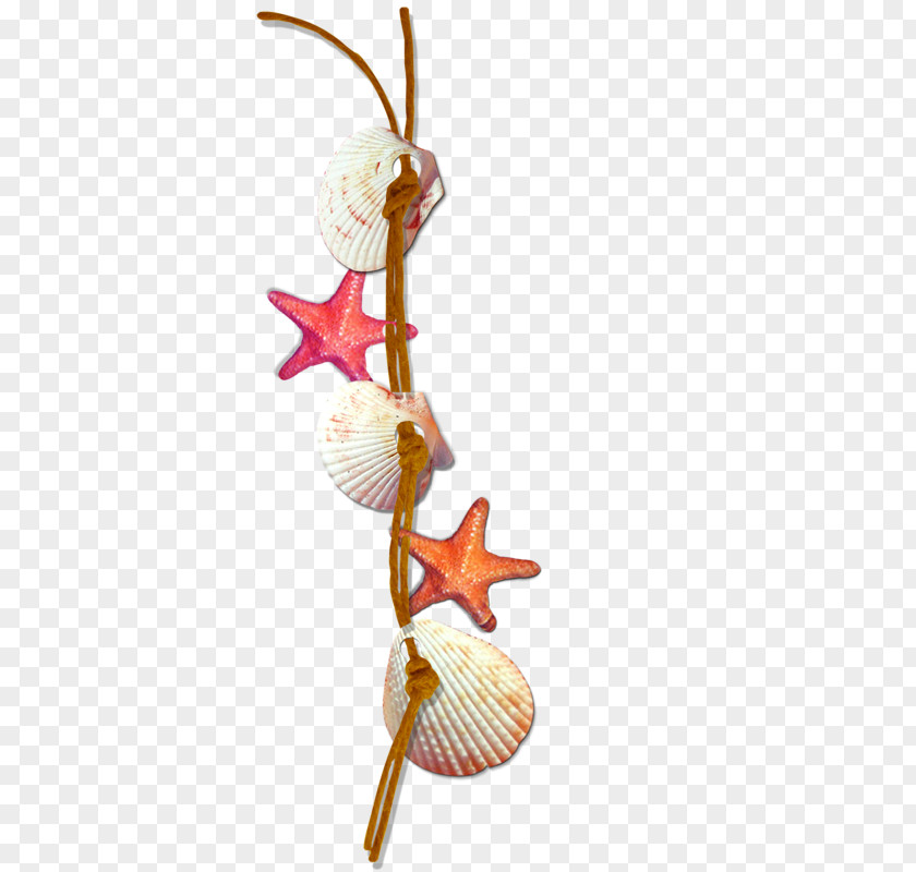 Shells And Starfish Decoration Rope Seashell Clip Art PNG