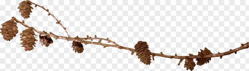 Dead Tree Conifer Cone Spruce Photography Clip Art PNG