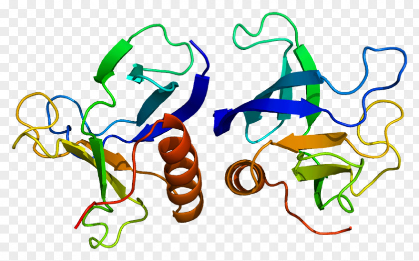 DNM1 Gene Protein Dynamin Rho Family Of GTPases PNG