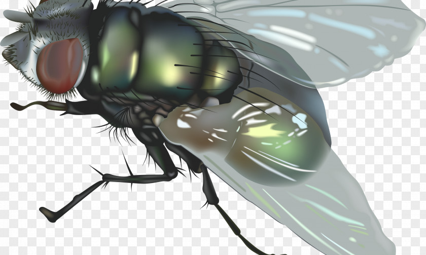 Fly Images Clip Art Image Illustration Vector Graphics PNG