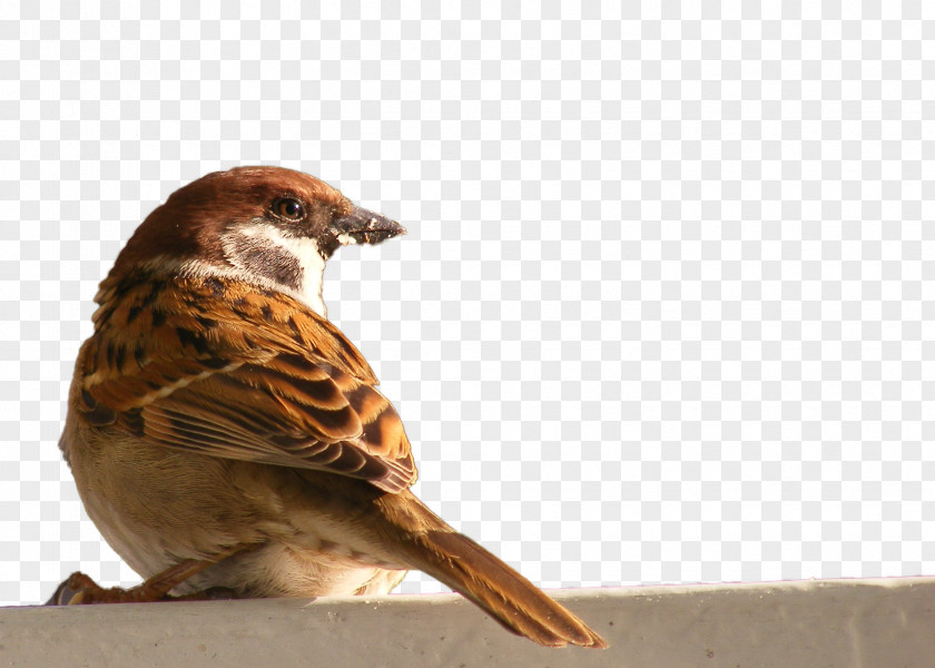 HD Sparrow Bird House PNG