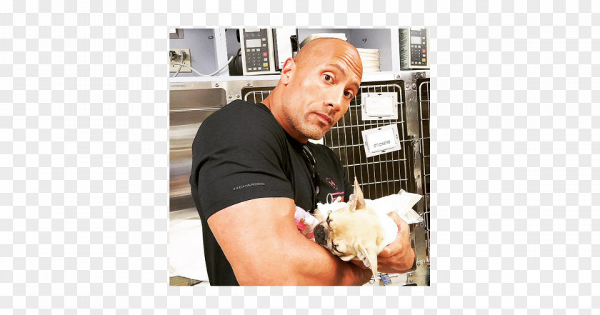 Puppy The Rock Says-- : Most Electrifying Man In Sports-entertainment French Bulldog Death PNG