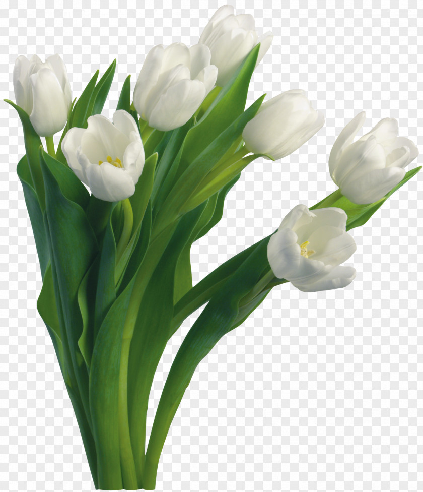Bouquet Flowers Medical Workers’ Day Physician Health Care Medicine Professional PNG