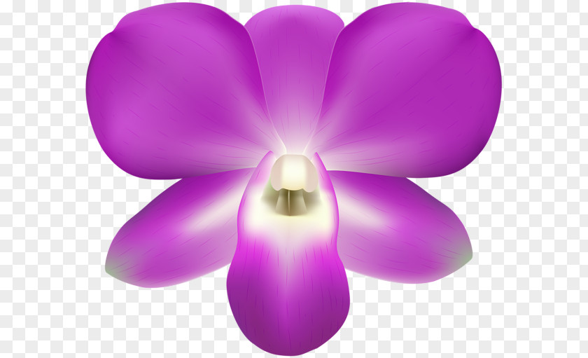 Orchid Moth Orchids PNG