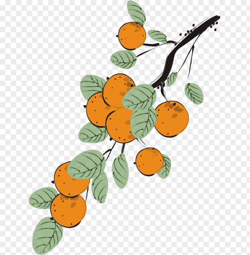 Persimmon Fruit Japanese Auglis Euclidean Vector PNG