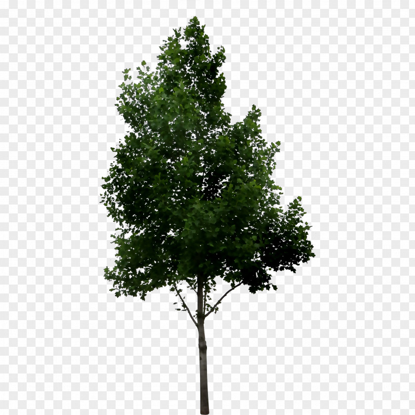 Fir Shrub Tree Oak River Birch PNG