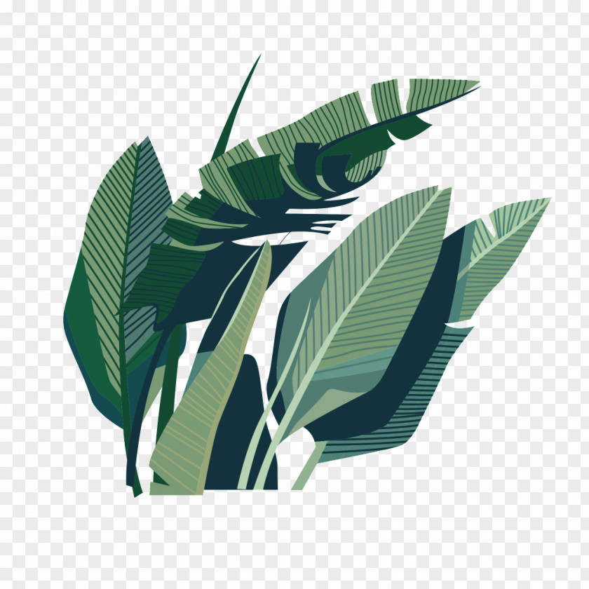 Green Coconut Leaves Leaf Illustration PNG