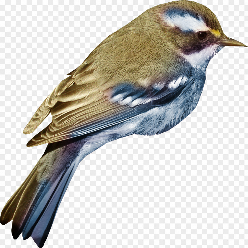 Hand Colored Sparrow Bird Wonderful Creatures: Children! Have You Ever Thought? 3 Clip Art PNG