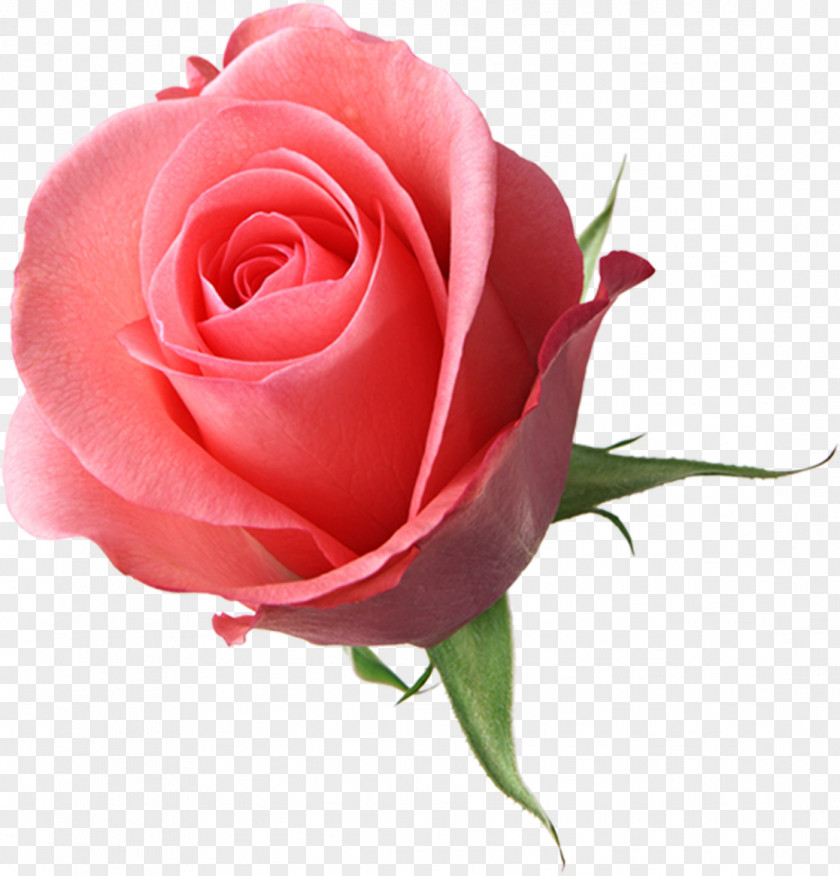 Rose Flower Garden Roses Drawing Floral Design PNG