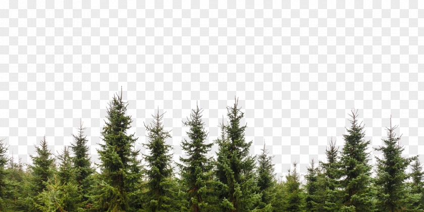 Tree Evergreen Conifers Forest Branch PNG