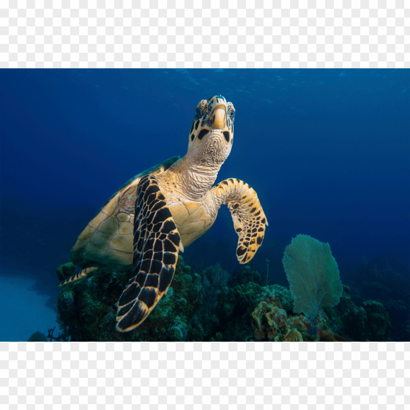 Watercolor Tortoise Loggerhead Sea Turtle Canvas Print Printing Photography PNG