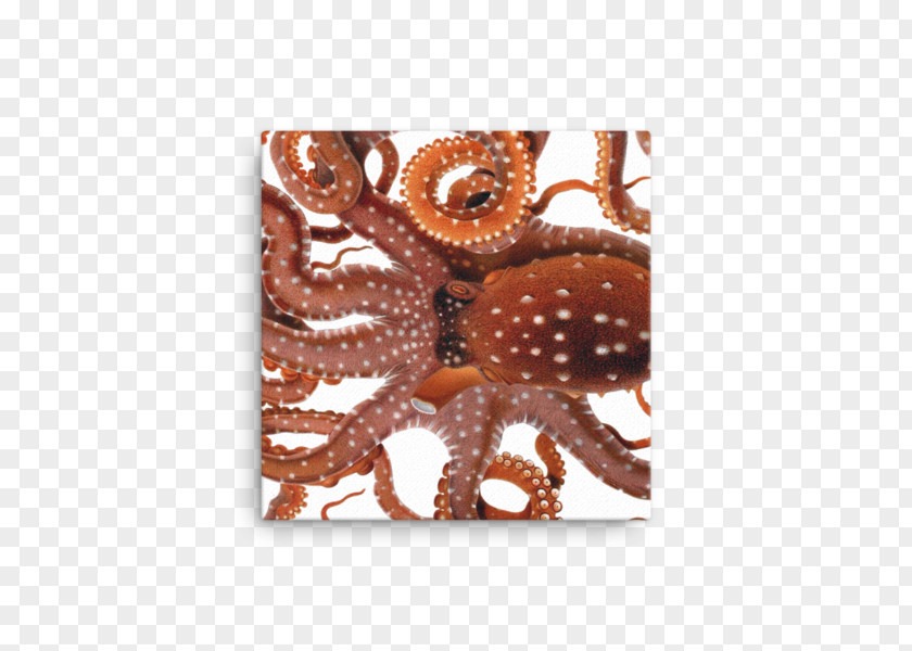 Giuseppe Jatta Octopus Squid Drawing Cephalopod PNG
