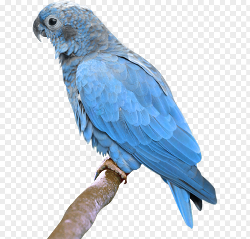 Hand-painted Parrot Bird True Budgerigar Turquoise-fronted Amazon PNG