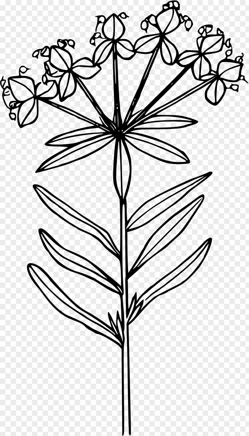 Lentils Euphorbia Esula Line Art Drawing Clip PNG